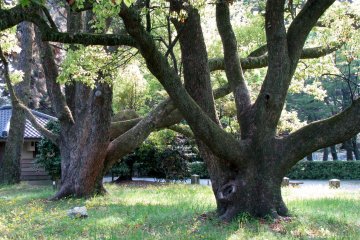 Imperial Gardens, Kyoto, Kansai