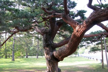Imperial Gardens, Kyoto, Kansai