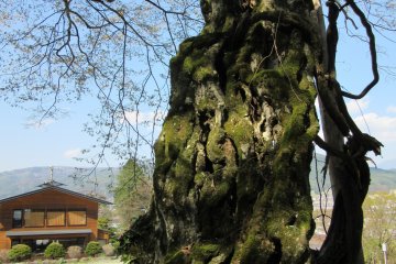 Suwa Taisha, Nagano