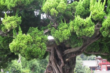 Kamakura, Kanagawa