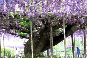 Fuji at Ashikaga Flower Park, Tochigi