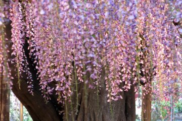 Wonderful fuji at Ashikaga Flower park, Tochigi