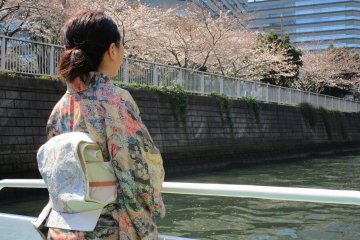 巡遊在櫻花樹冠下