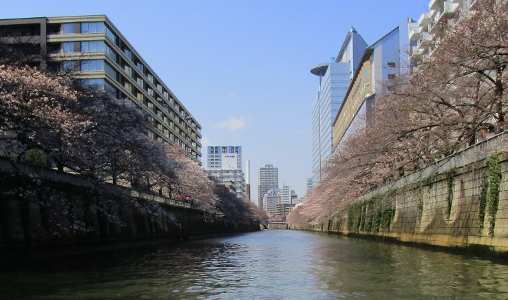 The over 800 trees line over half of the river's length