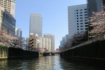 Pemandangan kota dan bunga sakura