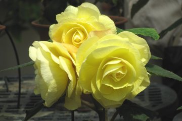Beautiful flowers!