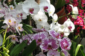 Orchid of different shape and color