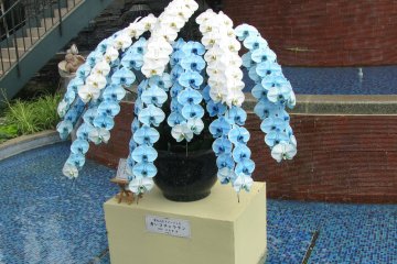 Unusual blue orchid