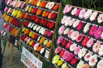 Gerbera of all colors