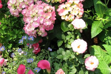 Beautiful mixture of flowers