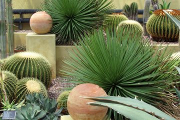 "Mexican garden"