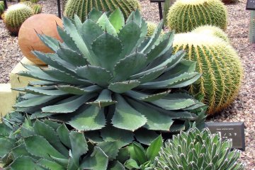 The collection of Mexican plants