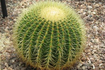 Big cactus