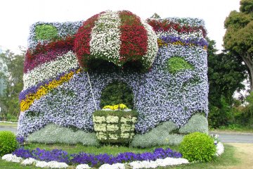 Un paysage de fleurs à prendre en photo