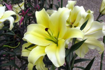  Magnifique fleur de lys
