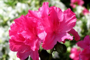 Il y avait aussi de nombreux azalés en fleurs
