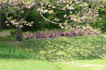 Des cerisiers en fleurs