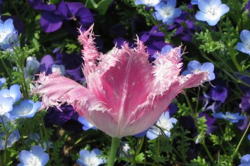 Un fleur unique en son genre