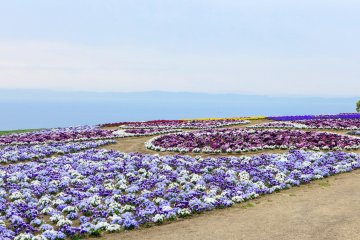 Une parcelle de fleurs cultivée