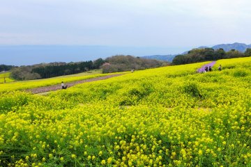 Des champs de fleurs de colza dorées