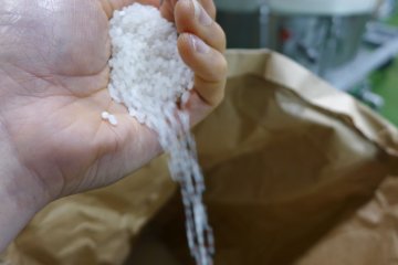 This is Nihonbare rice, a sake specific rice species