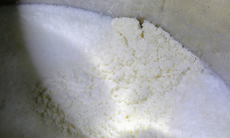 Yeast has already been added to this mixture of rice, koji, and water, and is actively fermenting away