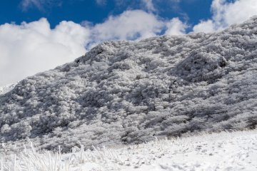 Fresh snowfall on the mountainside