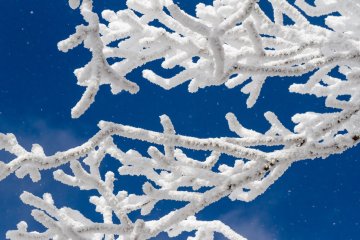 Branches covered in white