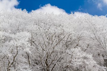 A frozen delight