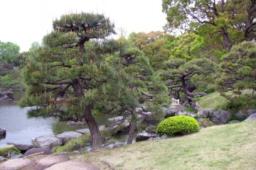 Beautifully formed pines