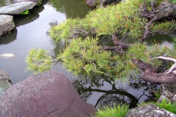 Stones and trees make good contrast