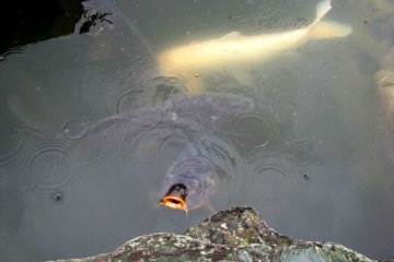Big carp or koi are traditional inhabitants of Japanese gardens