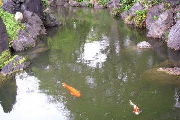 A pond with koi