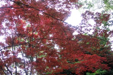 A red-colored tree in spring