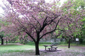 Sakura part of the garden