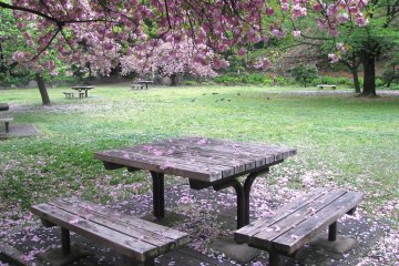 Watching sakura is my favorite time!