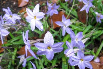 Small spring flowers