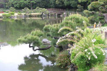 All trees in Japanese garden are arranged to form a really beautiful view