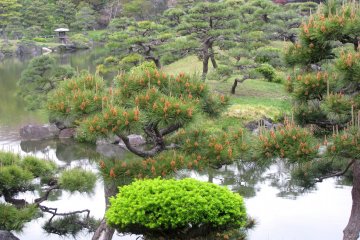In the spring, green leaves are the most beautiful