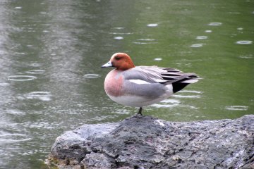 Ducks live in the garden, too