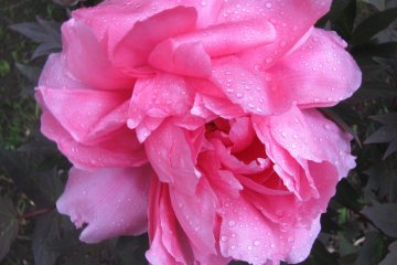 Beatiful flowers!
