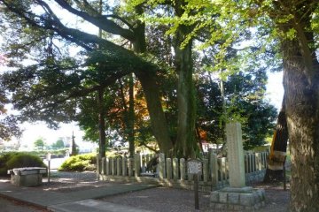 The heads of hundreds of Western forces samurai are buried beneath this tree