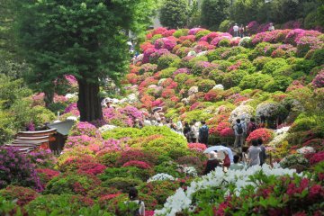 The number of azalea bushes is really impressive!