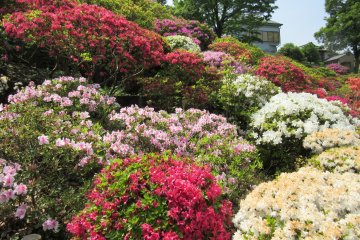Azalea of all colors and kinds