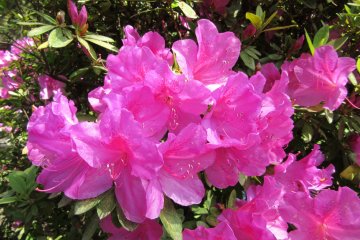 The most common color of azalea