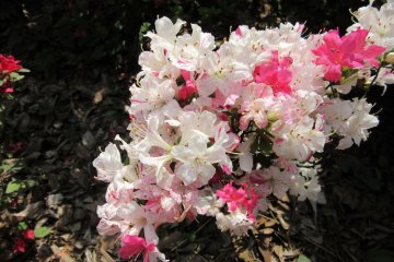 White & pink combination