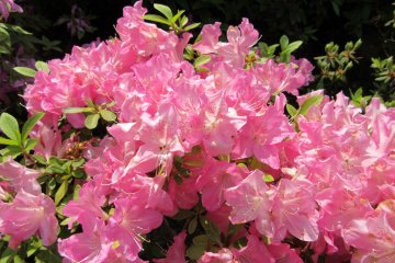 Tender pink color 