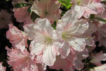 Each flower is beautiful