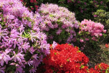 Different shapes of flowers
