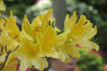 Rare yellow azalea